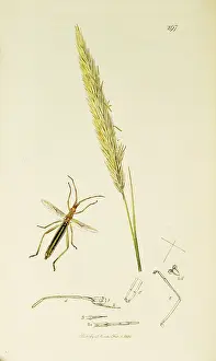 Armeria: Curtis British Entomology Plate 297