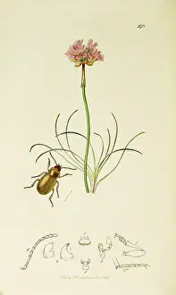Annuus: Curtis British Entomology Plate 298