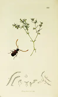 Oxalis: Curtis British Entomology Plate 299