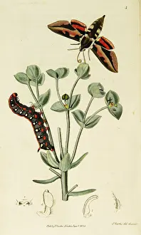 Spurge: Curtis British Entomology Plate 3