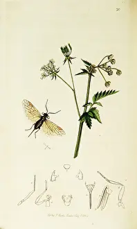 Sylvestris: Curtis British Entomology Plate 30