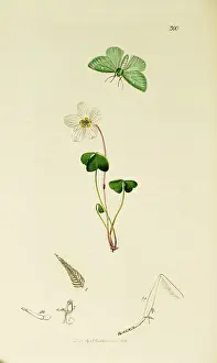 Emerald: Curtis British Entomology Plate 300