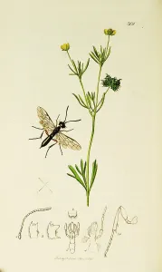 Janus: Curtis British Entomology Plate 301