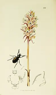Borealis: Curtis British Entomology Plate 302