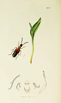 Vulgare: Curtis British Entomology Plate 303