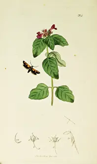 Grandiflora: Curtis British Entomology Plate 304