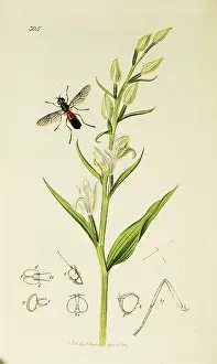 Grandiflora: Curtis British Entomology Plate 305