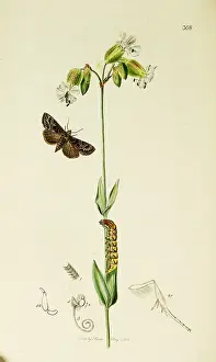Scanned: Curtis British Entomology Plate 308
