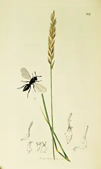 Triticum: Curtis British Entomology Plate 309