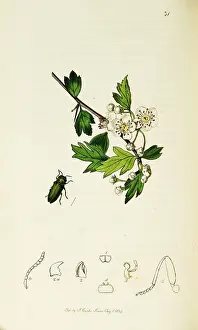 Thorn: Curtis British Entomology Plate 31