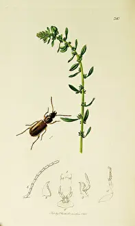 Beta: Curtis British Entomology Plate 310