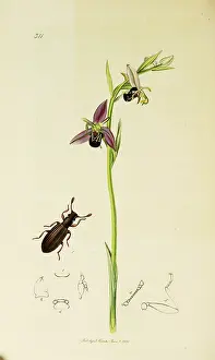 Elongated: Curtis British Entomology Plate 311