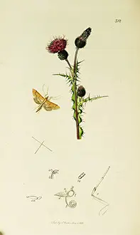 Thistle: Curtis British Entomology Plate 312