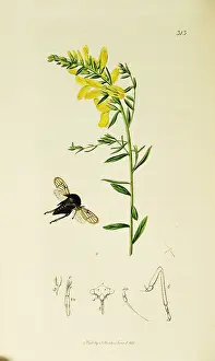 Hopper: Curtis British Entomology Plate 313