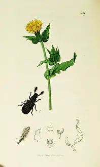 Hairy: Curtis British Entomology Plate 314