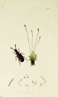 Gland: Curtis British Entomology Plate 315