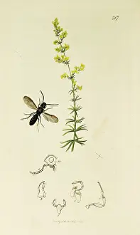 Verum: Curtis British Entomology Plate 317