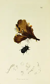 Canina: Curtis British Entomology Plate 319