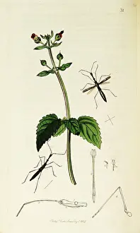 Hemiptera: Curtis British Entomology Plate 32
