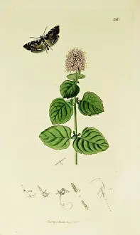 Mint: Curtis British Entomology Plate 320