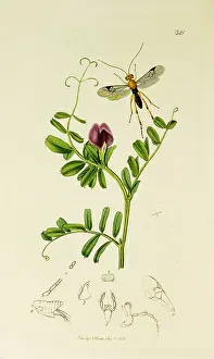 Sativa: Curtis British Entomology Plate 321