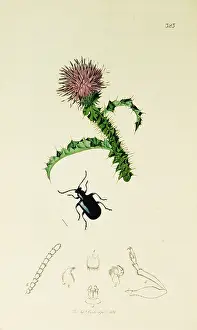 Thistle: Curtis British Entomology Plate 323