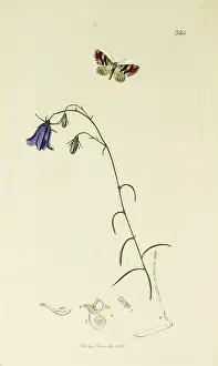 Rotundifolia: Curtis British Entomology Plate 324