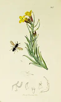 Cheiranthus: Curtis British Entomology Plate 325