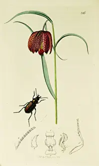 Carabus: Curtis British Entomology Plate 326