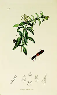 Elongated: Curtis British Entomology Plate 327