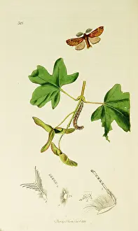 Plumed: Curtis British Entomology Plate 328