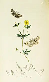 Scalloped: Curtis British Entomology Plate 33