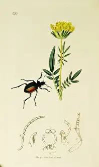 Splendid: Curtis British Entomology Plate 330