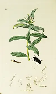 Arvense: Curtis British Entomology Plate 331