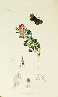 Psyche: Curtis British Entomology Plate 332