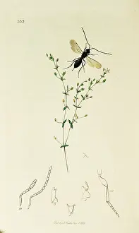 Thyme: Curtis British Entomology Plate 333