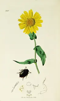 Chrysanthemum: Curtis British Entomology Plate 335