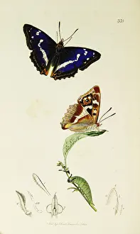 Iris: Curtis British Entomology Plate 338
