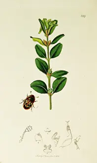 Imperialis: Curtis British Entomology Plate 339