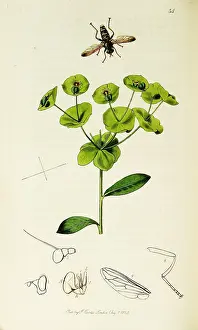 Spurge: Curtis British Entomology Plate 34