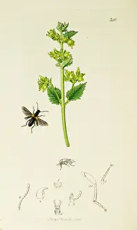 Bees: Curtis British Entomology Plate 340