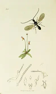 Butterwort: Curtis British Entomology Plate 341