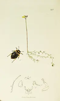 Hooded: Curtis British Entomology Plate 343