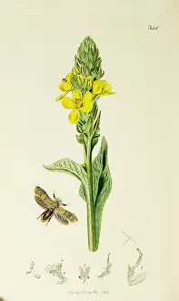 Mullein: Curtis British Entomology Plate 344