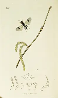 Hazel: Curtis British Entomology Plate 345