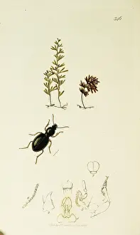Tunbridge: Curtis British Entomology Plate 346