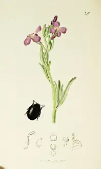 Knotted: Curtis British Entomology Plate 347