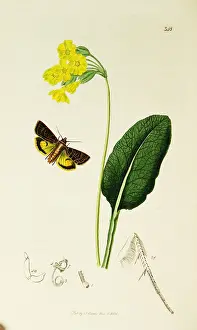 Bute: Curtis British Entomology Plate 348