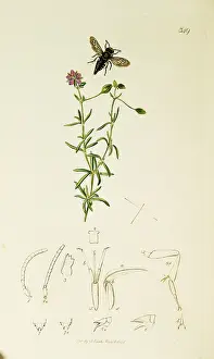 Sandwort: Curtis British Entomology Plate 349