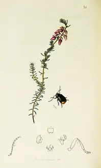 Leaved: Curtis British Entomology Plate 35